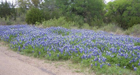 Photo of bluebonnets in San Antonio.