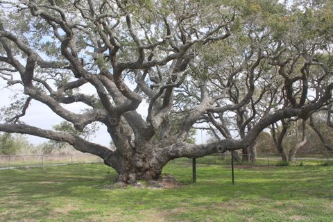 Photo of The Big Tree, Lamar, Texas