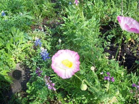 Photo of Wayne's flower garden