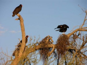 Photo of buzzards resting in a tree.