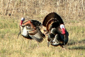 Photo of two wild turkeys
