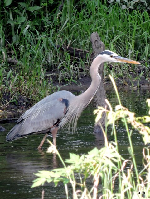 Photo of heron by Tim Hoopman with Nikon Coolpix P600.