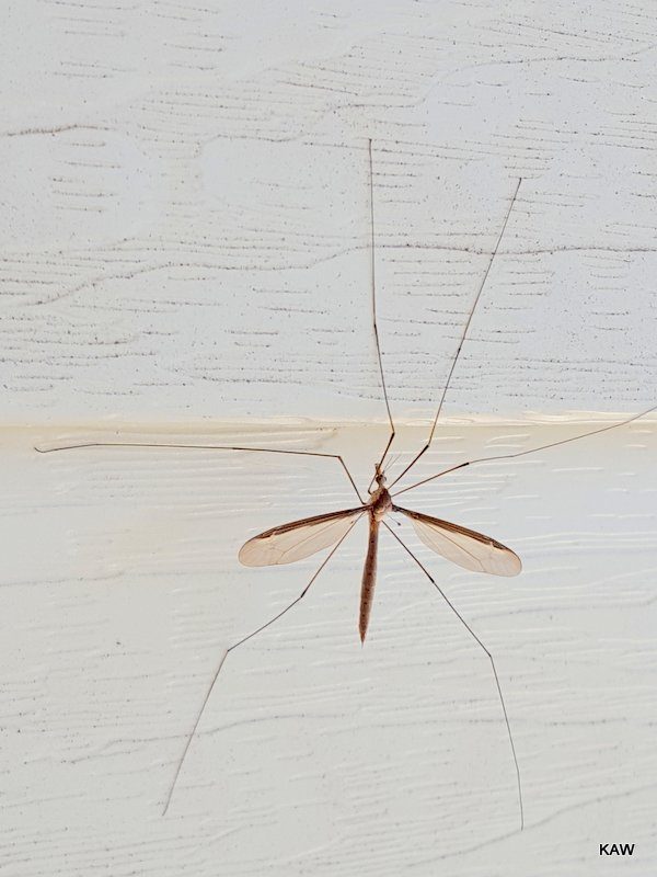 Photo of insect with long, slender, legs ---natural beauty!