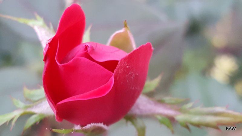 Photo of a red rose opening, natural beauty for sure!