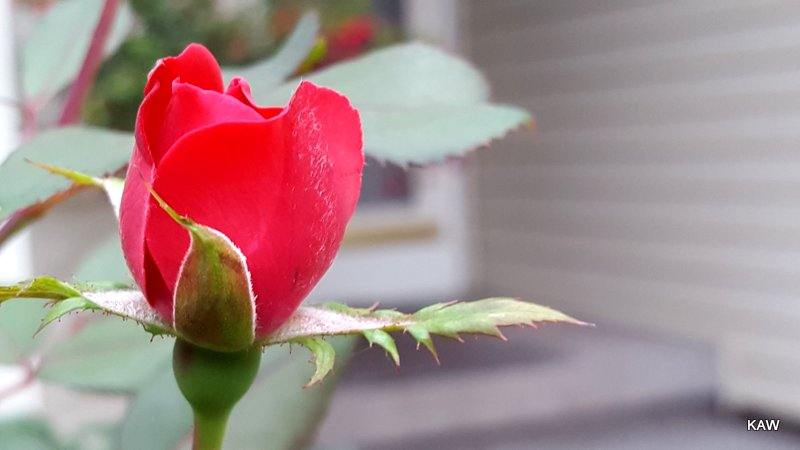 Photo of natural beauty, a rose opening!