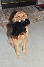 Photo of dog Sadie, who always keeps her eyes on the prize while playing fetch.