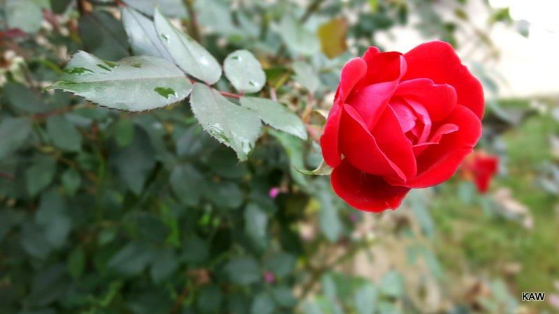 Photo of rose